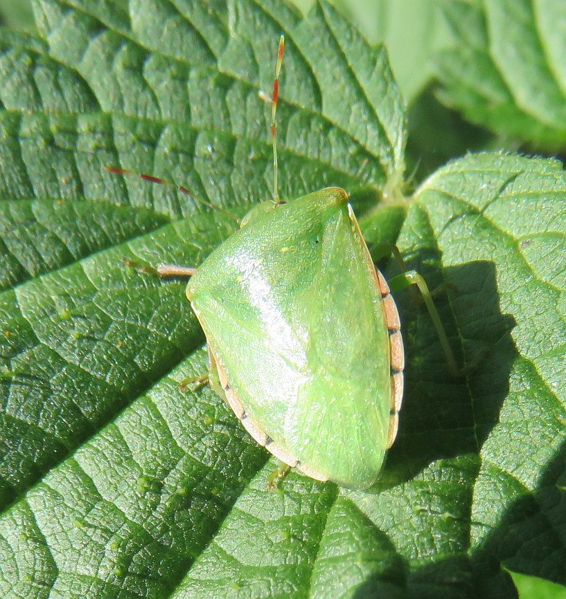  Southern Green Shieldbug(Adult)